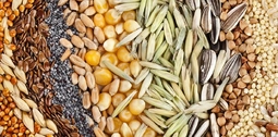 Have you ever taken a moment to appreciate seeds?